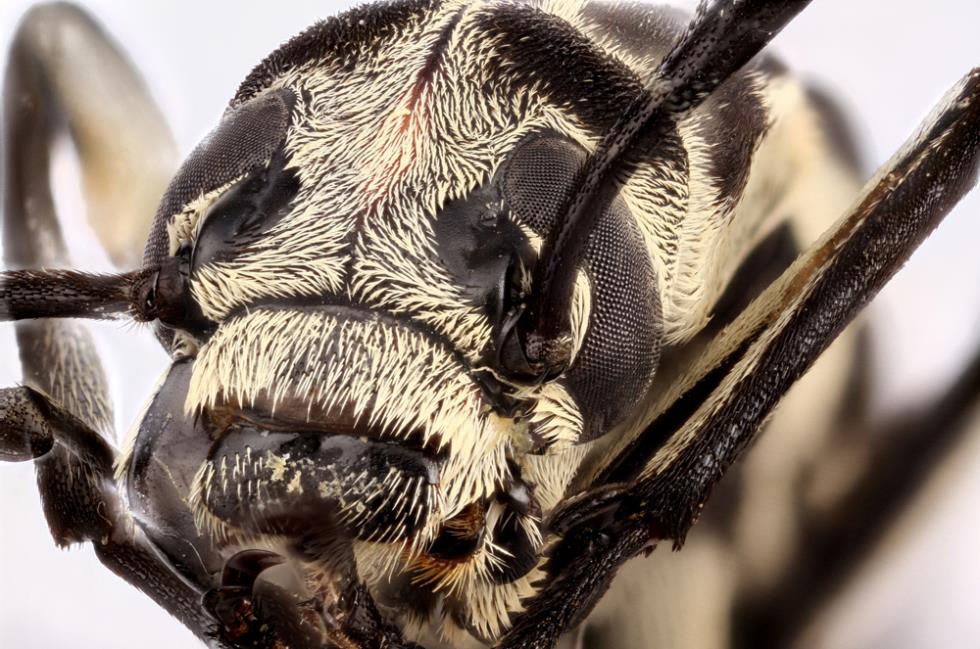 BLISTERE BEETLE