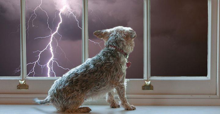dog thunder