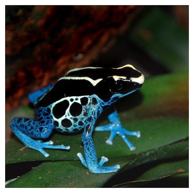 FROG 8