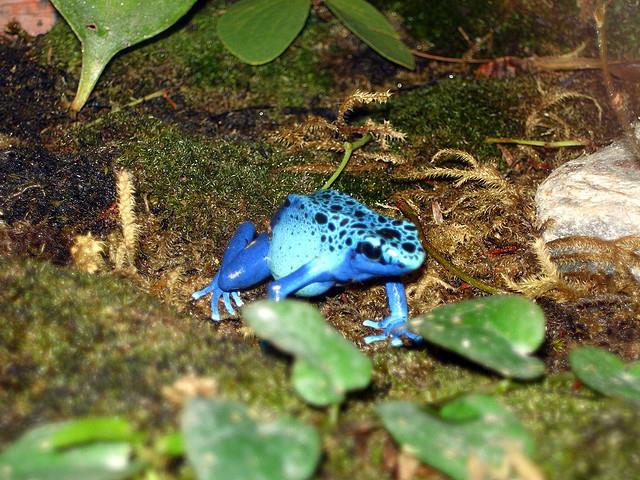 FROG2