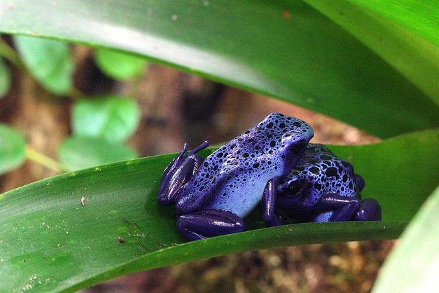 FROG