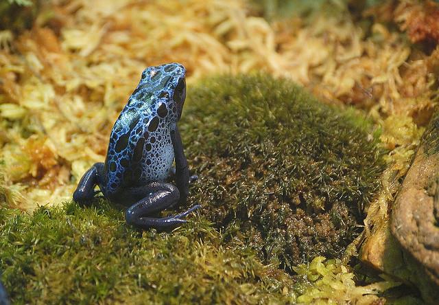 FROG 3