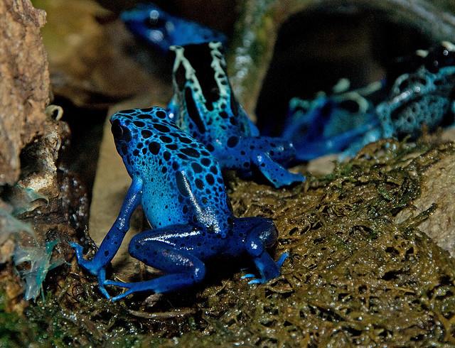 FROG 4
