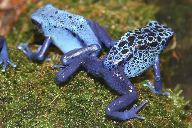 FROG 5