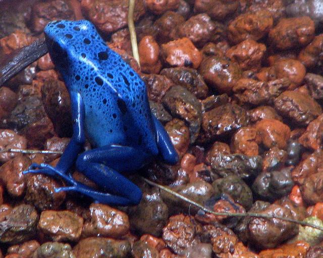 FROG 6