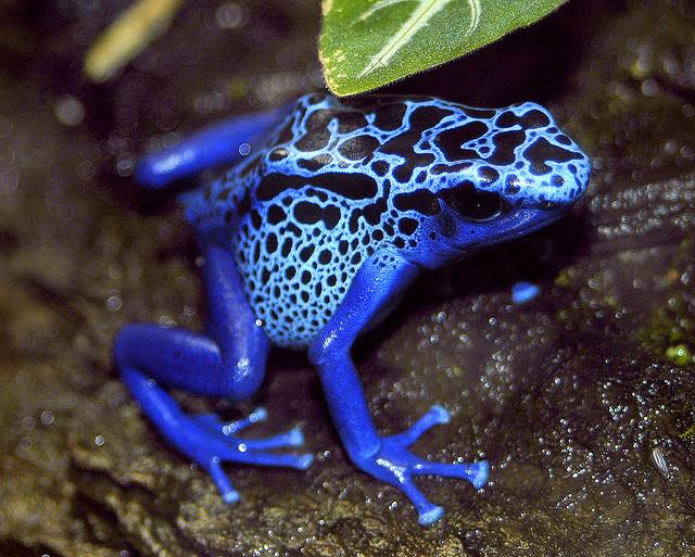 FROG 7