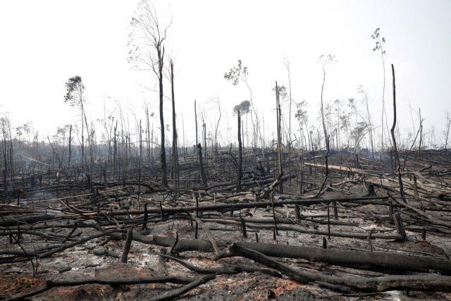 Charred trunks are seen on a tract of Amazon jungle that was recently burned by loggers and farmers in Porto Velho