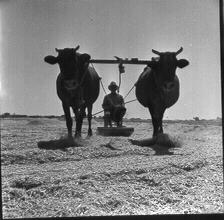 Γεωργικές εργασίες 6