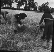 Γεωργικές εργασίες 13