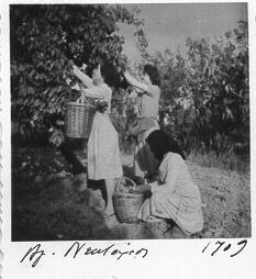 Γεωργικές εργασίες 18