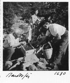 Γεωργικές εργασίες 19