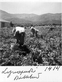 Γεωργικές εργασίες 31