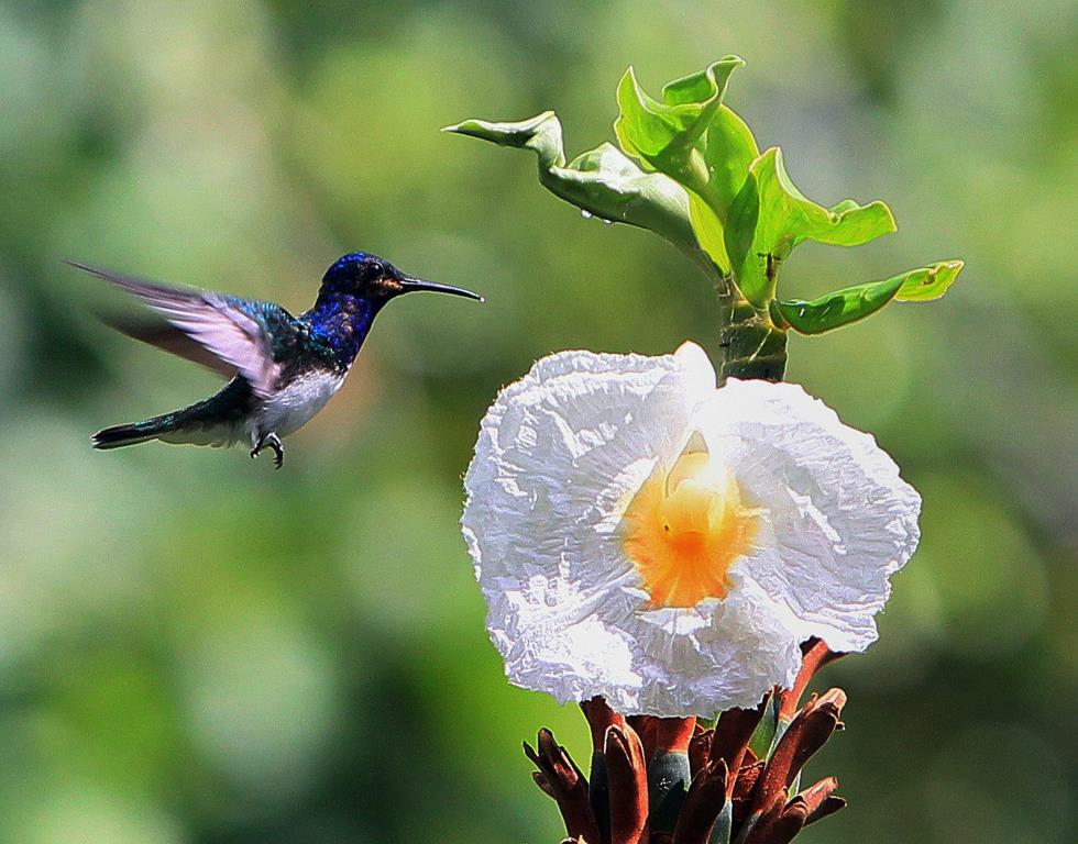 Earth Day in Panama