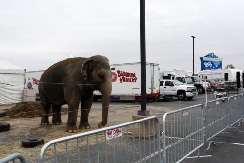 elephant