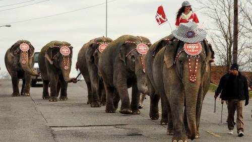 elephant