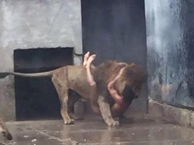 lion2