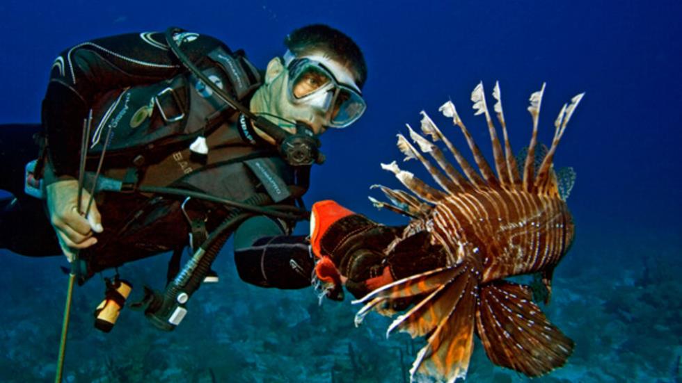 lionfish 2