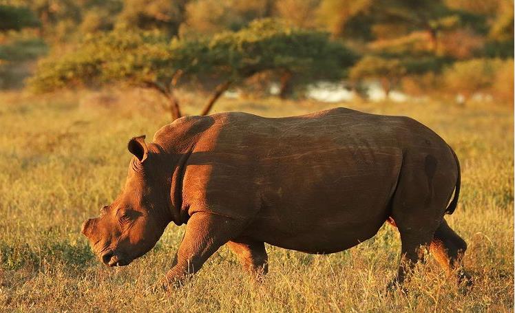 3918705716906499 image