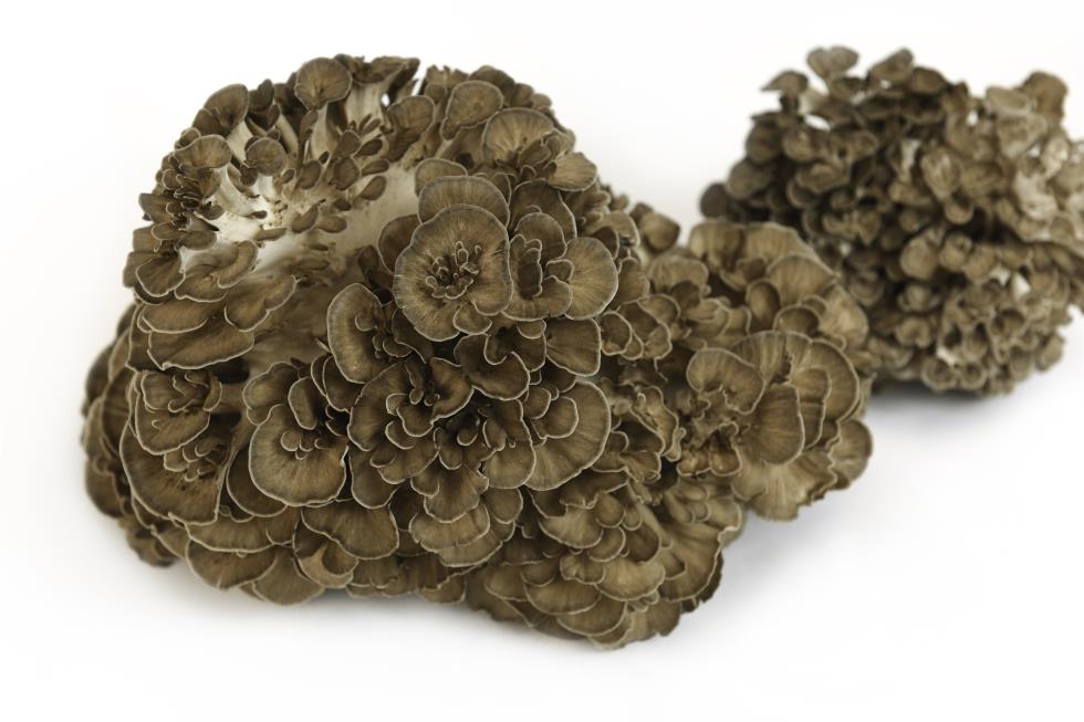 3954266040001550 MAITAKE