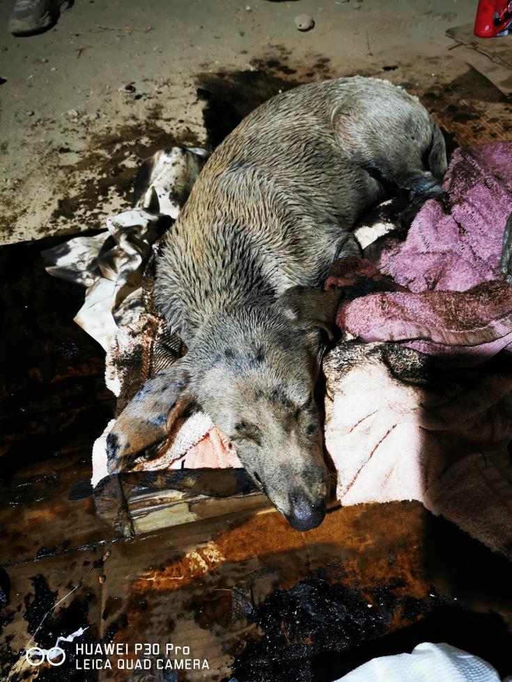 3965603365952144 image