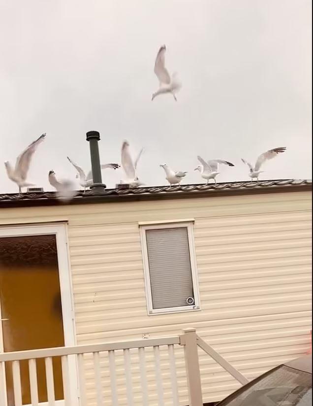 3983816245513007 image