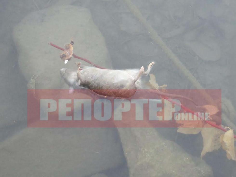 thal pont