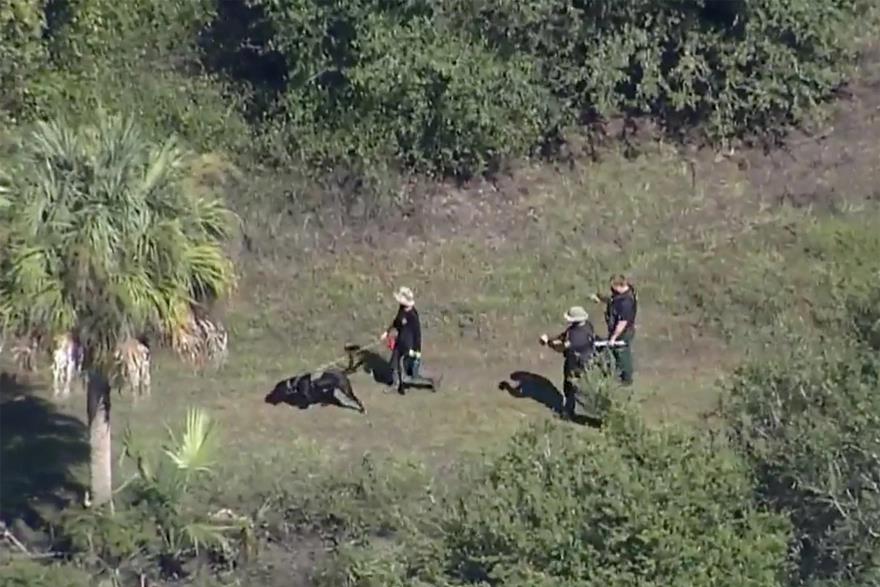 4041186051628233 image