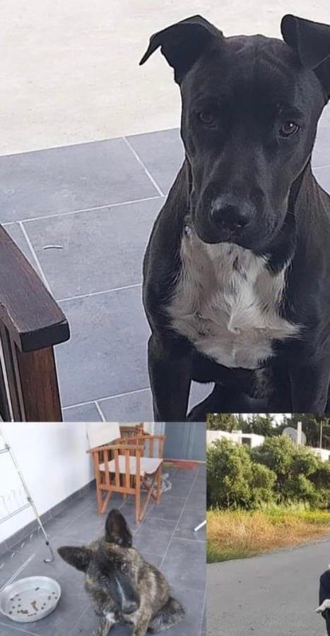 4081092284310621 image