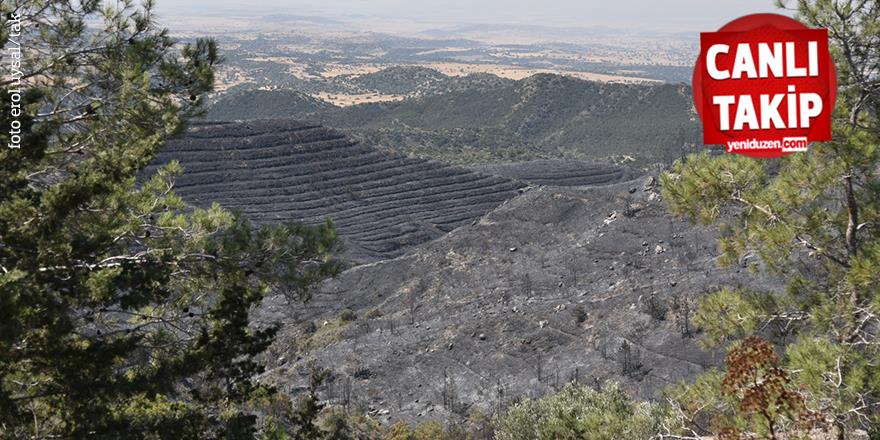 4252143700644533 image