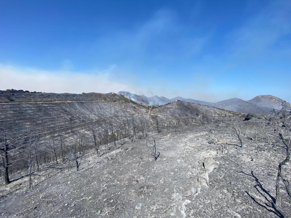 4252144357248533 image