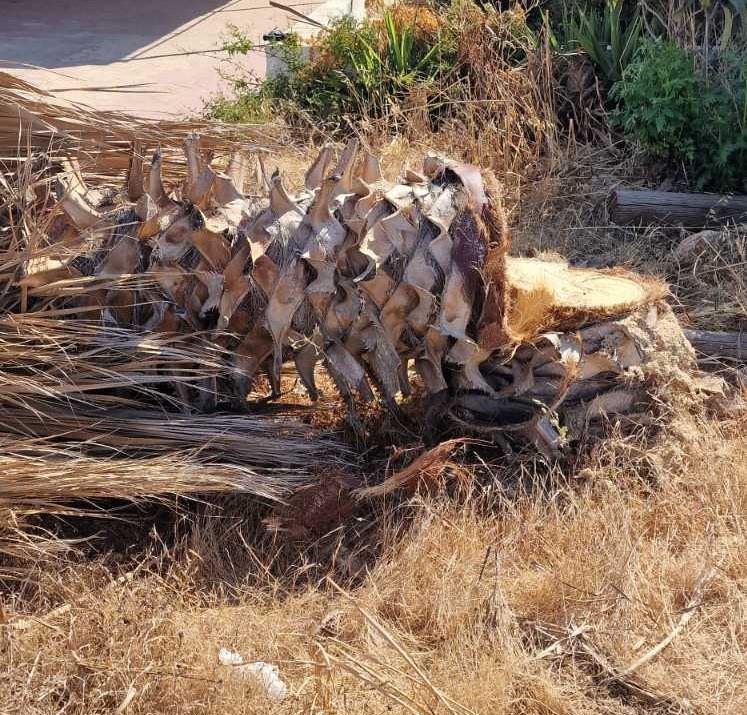 4276300694334966 Τραυματισμός-από-πτώση-δέντρου-Αμμόχωστος-20.07.2022-Φώτο-2