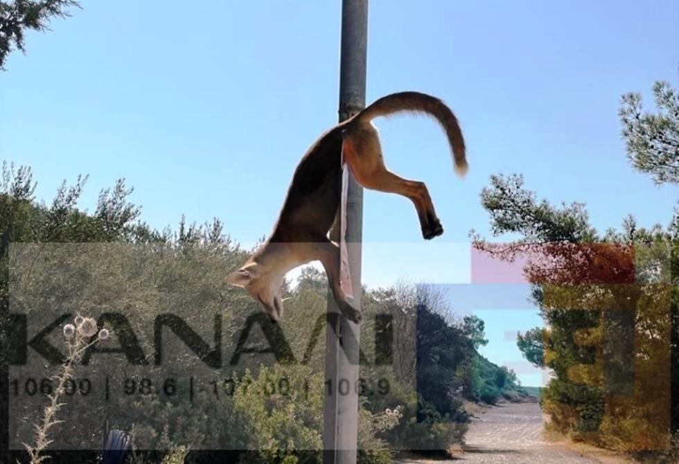 4293698151486054 αλεπού 2