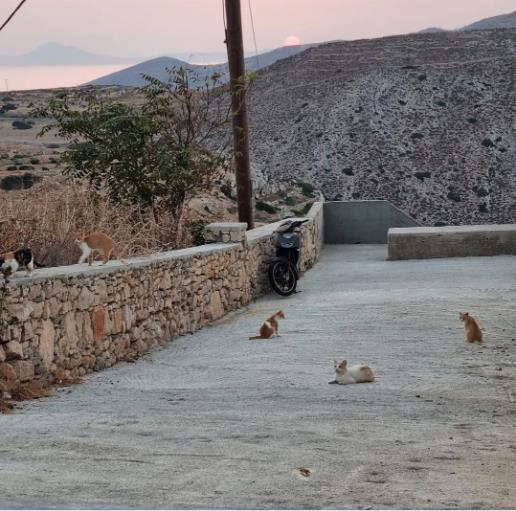 4308197071460604 image