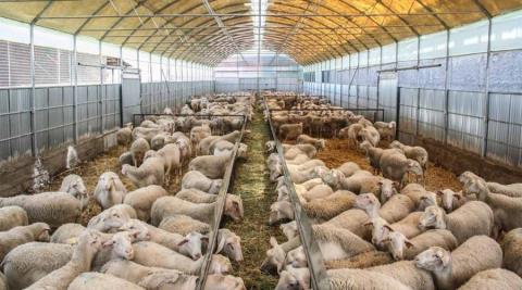 Πράσινο Βουλής στην αναπομπή για τη δημιουργία και λειτουργία κτηνοτροφικών περιοχών