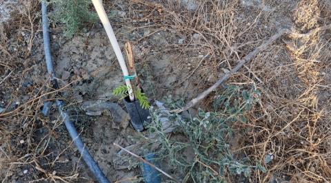 Ζημιές σε δέντρα κοντά στο Γυμνάσιο Βεργίνας, ο Δ. Λάρνακας ζητά από πολίτες να αναφέρουν τέτοια περιστατικά
