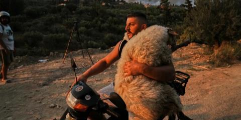 Η ιστορία πίσω από τη φωτογραφία με το πρόβατο στη μοτοσικλέτα-«Βαφτίστηκε» Μέλπω και πήγε σε φάρμα vegan