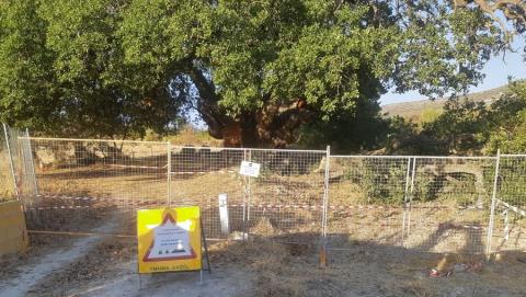 Επικίνδυνο το δέντρο «Μνημείο της Φύσης» Δρυς στη Λάνεια-Προειδοποίηση από το Τμήμα Δασών