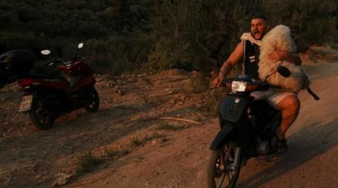 Ο Όλσι που διέσωσε τηn προβατίνα Μέλπω στην Αχαΐα περιγράφει την κόλαση-«Ζούσαμε ένα δράμα»