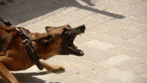 Κρατείται για νοσηλεία το δίχρονο κοριτσάκι που τραυματίστηκε από σκύλο-Δεν εξακριβώθηκε εάν πρόκειται για απαγορευμένη ράτσα