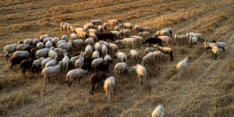 Συναγερμός για την ευλογιά αιγοπροβάτων στην Ελλάδα-Προειδοποιεί με lockdown o υπουργός Αγροτικής Ανάπτυξης
