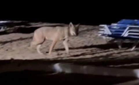 Λύκος περιφέρεται σε παραλία στην Χαλκιδική-Επιτέθηκε σε κοριτσάκι