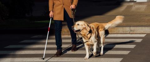 Χωρίς πλαίσιο οι σκύλοι βοηθοί στην Κύπρο-Βάζουν μέχρι και φίμωτρο σε αυτούς που εισέρχονται σε λεωφορεία