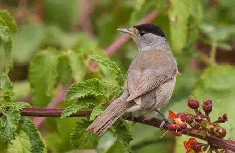 Κατέγραψαν τα πουλιά στην περιοχή Ακρωτηρίου οι Βάσεις-Σταθερά τα αποτελέσματα