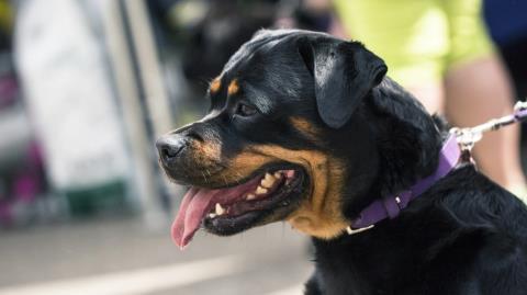Ροτβάιλερ επιτέθηκε και τραυμάτισε πολίτη στην Καλαμάτα-Αστυνομικός πυροβόλησε και σκότωσε τον σκύλο