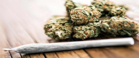 Το σκεπτικό πίσω από την πρόταση Volt για αποποινικοποίηση της κάνναβης και τι ισχύει στις χώρες της ΕΕ