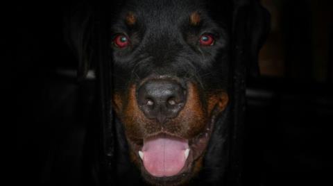 Τι υποστηρίζει ο γιος του 76χρονου για την επίθεση του ροτβάιλερ-«Ο σκύλος ήταν μέλος της οικογένειας, ήταν κακή στιγμή»