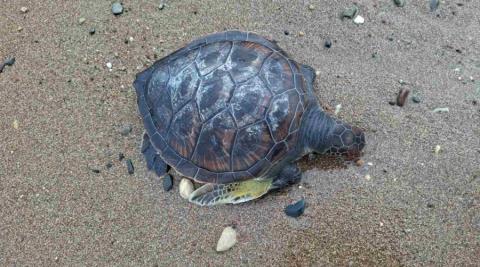 Λουόμενη εντόπισε νεκρή χελώνα στην περιοχή της Τίμης-Διερευνά το περιστατικό το Τμήμα Αλιείας