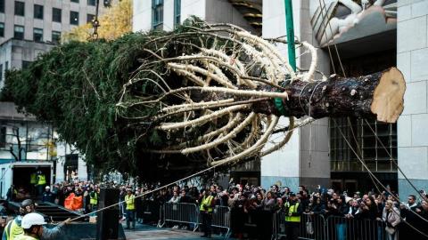 Μύρισαν Χριστούγεννα, λάμπουνε τα αστέρια στη Νέα Υόρκη-Έφτασε το εμβληματικό δέντρο για το κέντρο Ροκφέλερ
