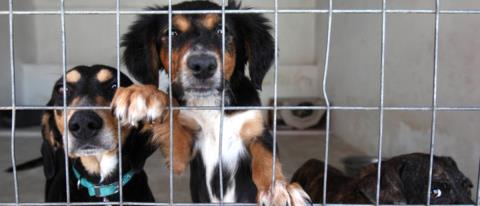 Ανησυχία για απομάκρυνση 2.000 ζωών από καταφύγιο στην Πάφο λόγω λουκέτου-«Δεν είναι αριθμοί, είναι ζωές»