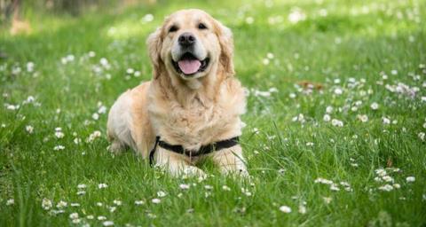 Κινδυνεύουν να μείνουν χωρίς στέγη 2.000 ζώα -Διαμαρτυρία έξω από το Δικαστήριο Πάφου